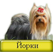 Йоркширский терьер