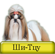 Ши-тцу